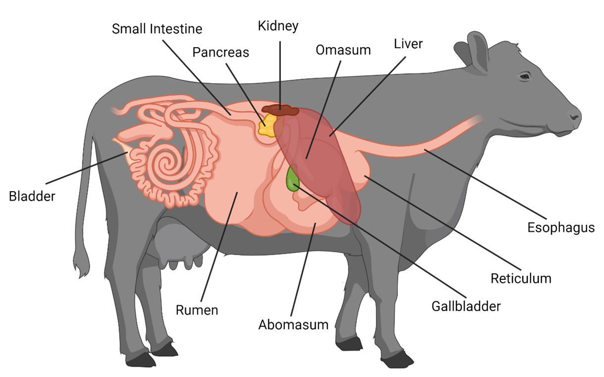 Diagram of a cow showing the internal organs involved in the digestive process. The illustration highlights the stomach compartments (rumen, reticulum, omasum, and abomasum), intestines, liver, and other key digestive organs within the cow's body.